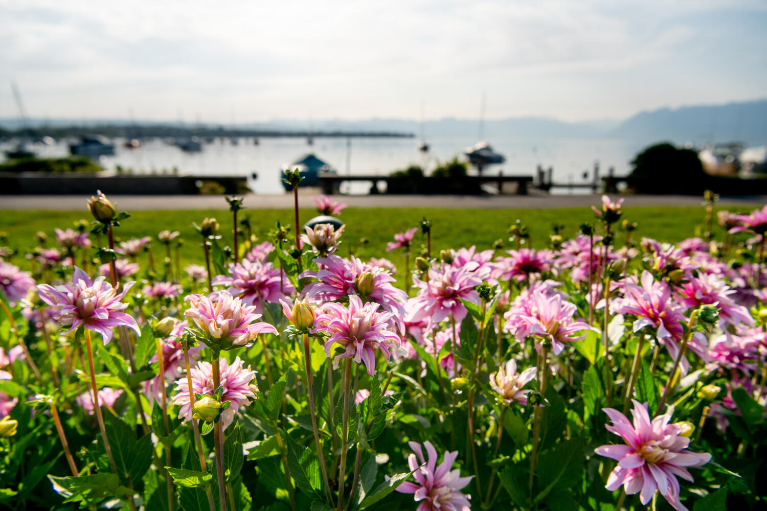 Dahlia en fleurs au premier plan, avec le lac à l’arrière-plan.