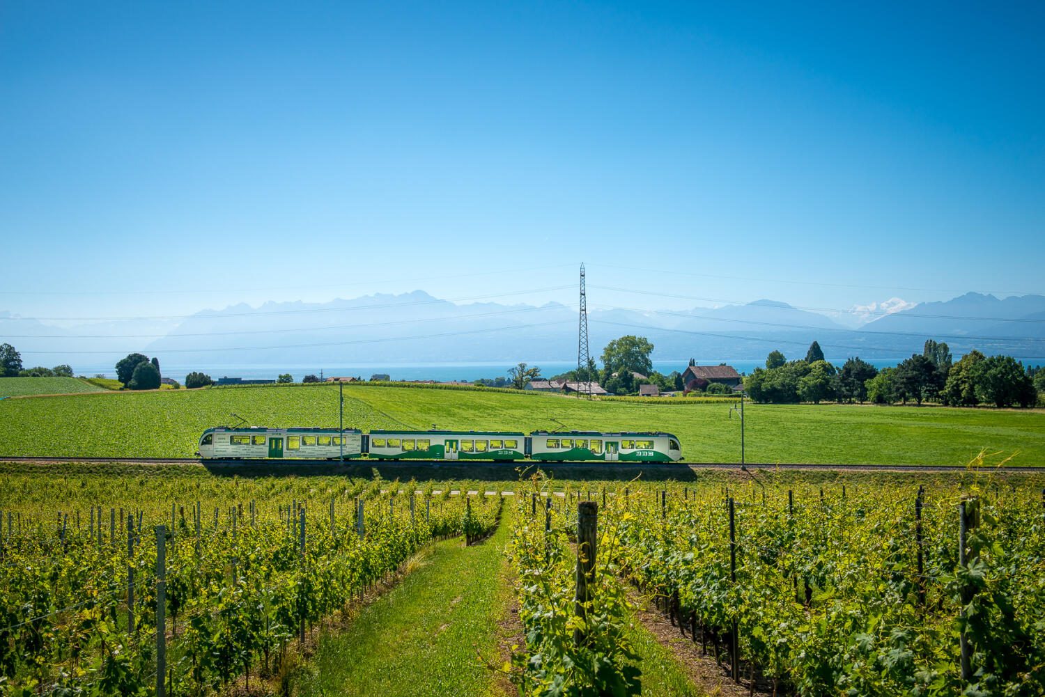 train MBC et vue sur le vignoble