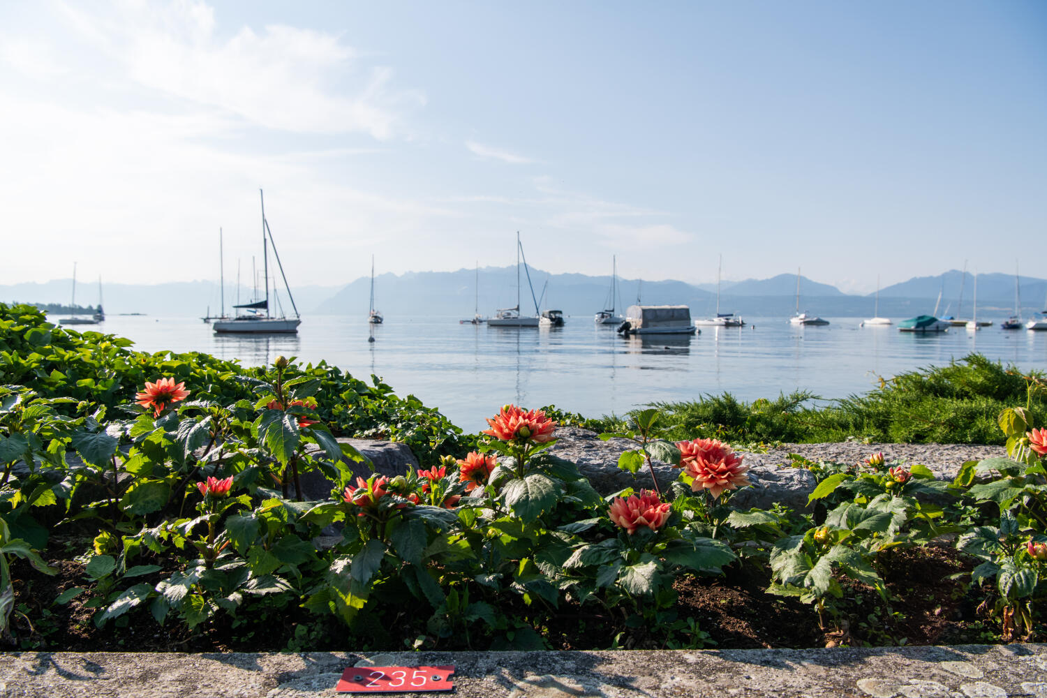 Dahlias au premier plan sur un quai, avec le lac et les Alpes en arrière-plan.