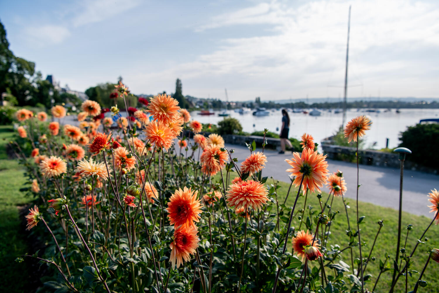 Dahlia en fleurs au premier plan, avec le lac à l’arrière-plan.