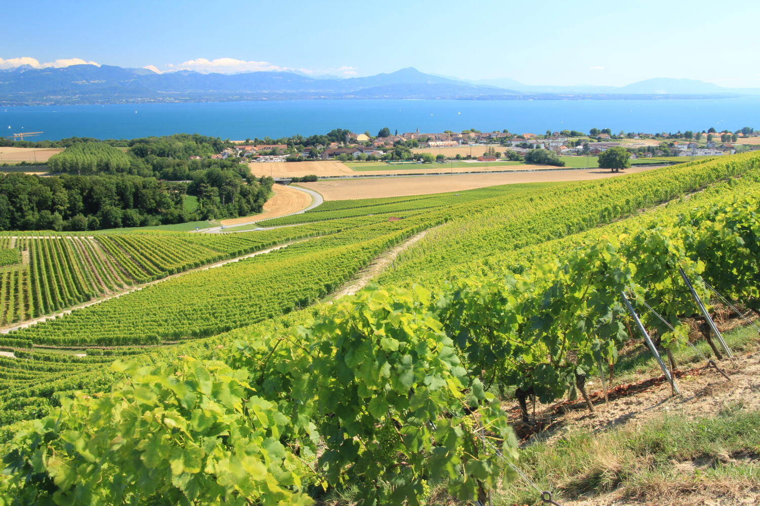 Domaine La Colombe