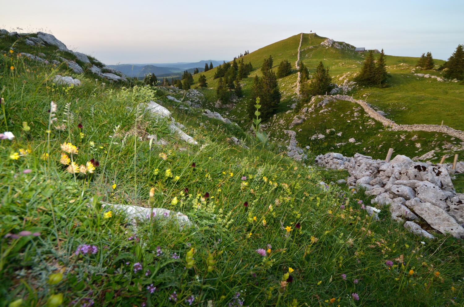 Mont Tendre