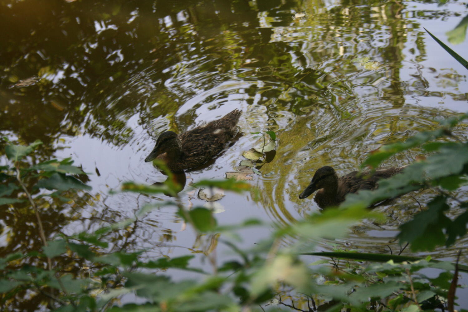 Teich von Sépey