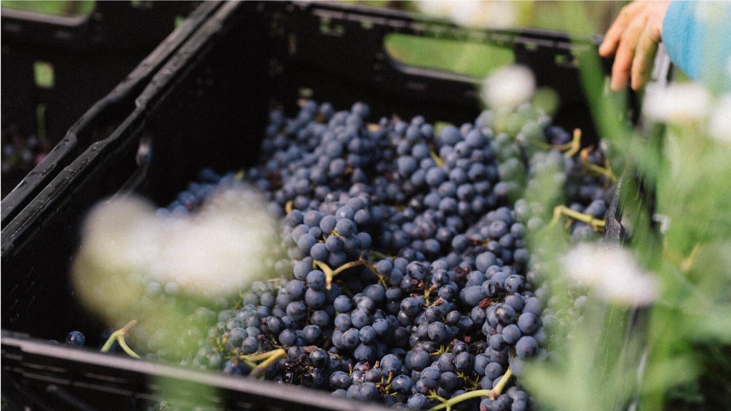 À la découverte des vendanges !