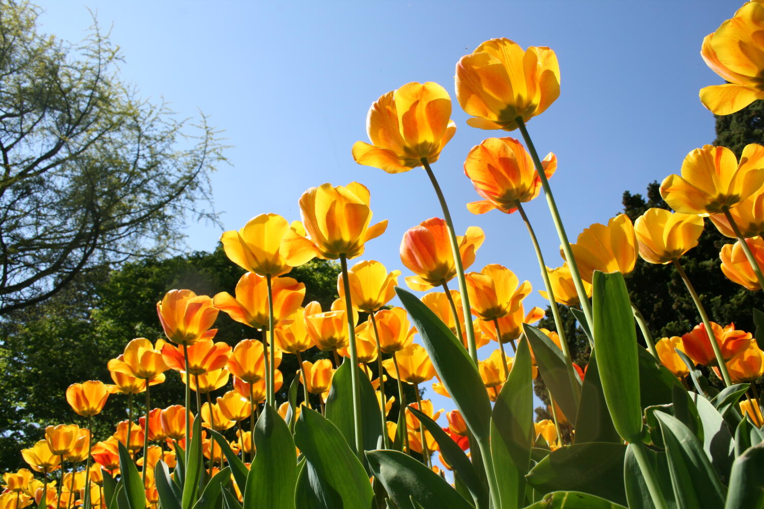 tulipes jaunes, ciel bleu