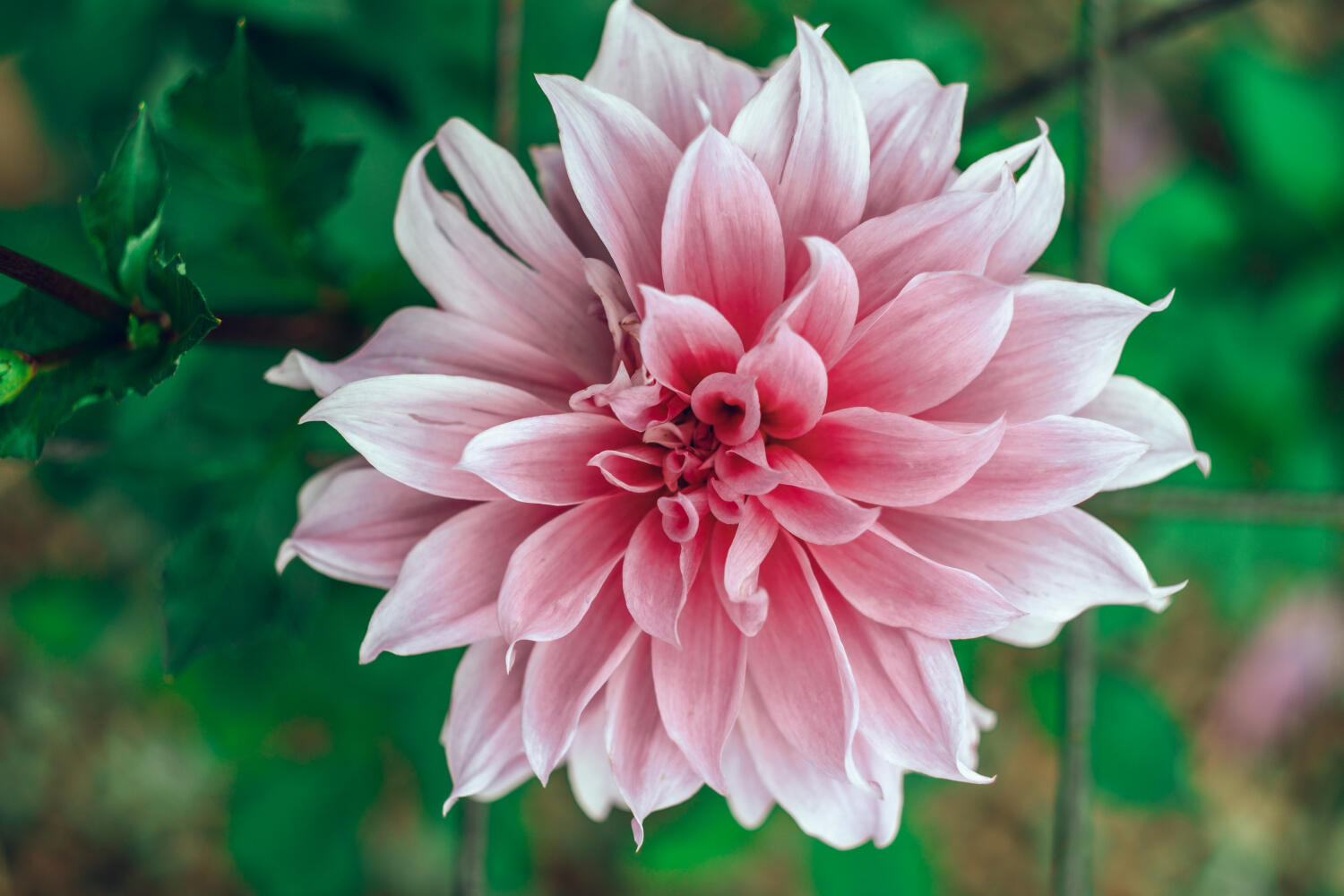 dahlia rose