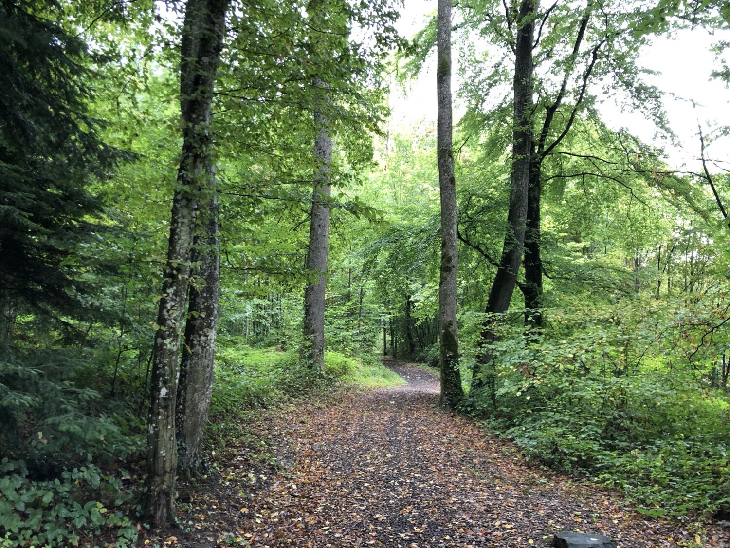 Le sentier du Bois de la Côte – Echandens
