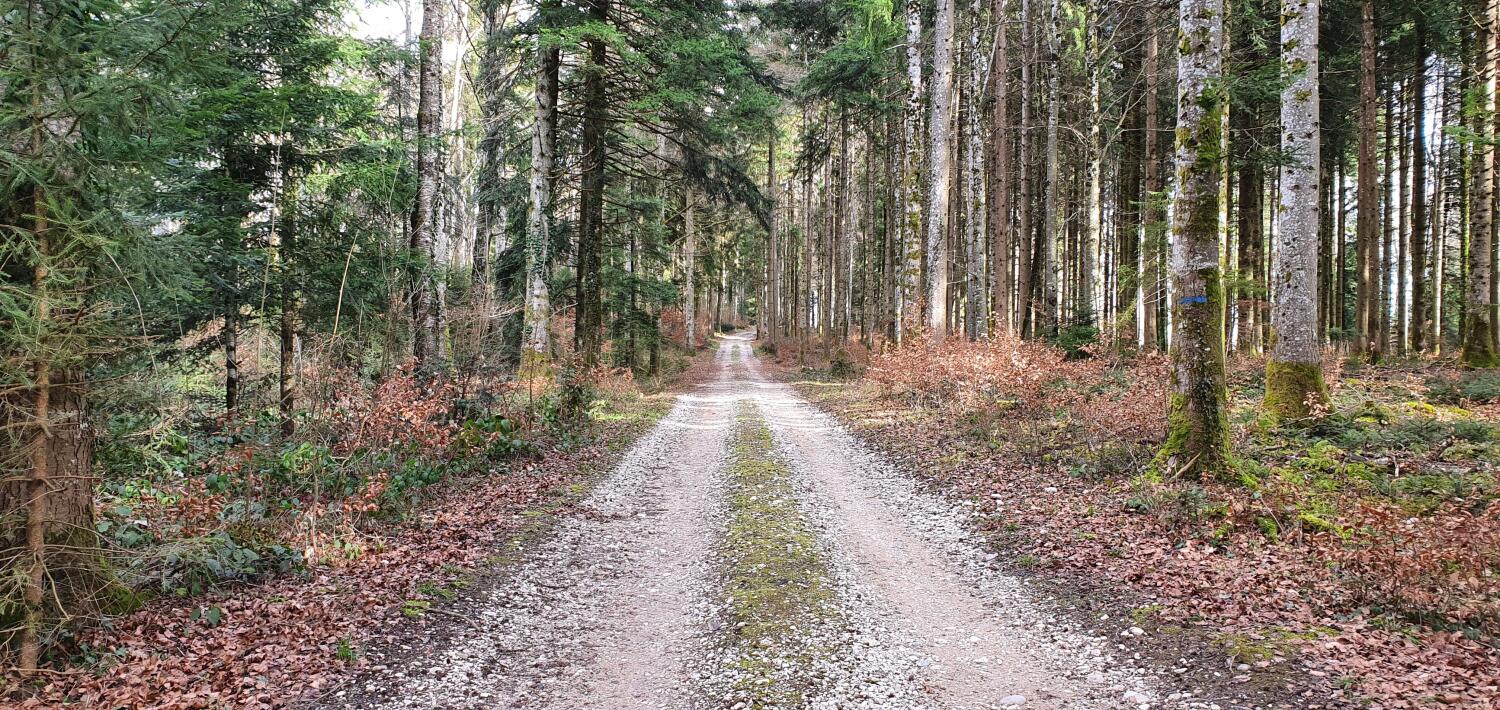 Le sentier de sylviculture de Pampigny