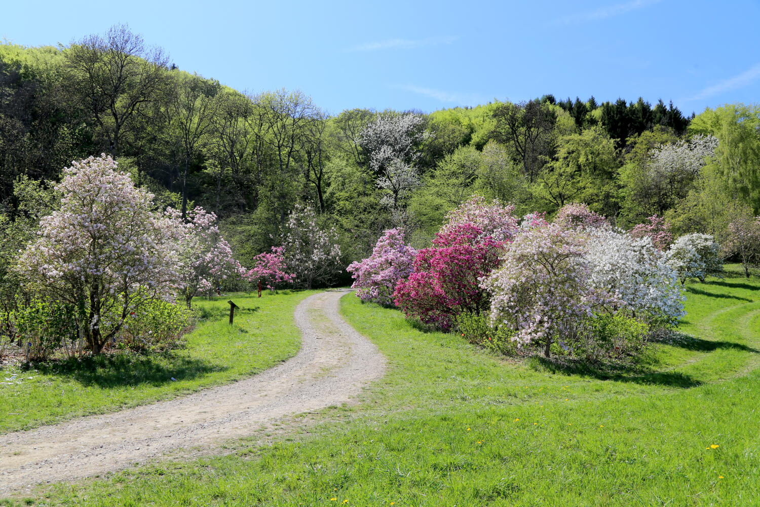 Arboretum – Frühlingsspaziergang