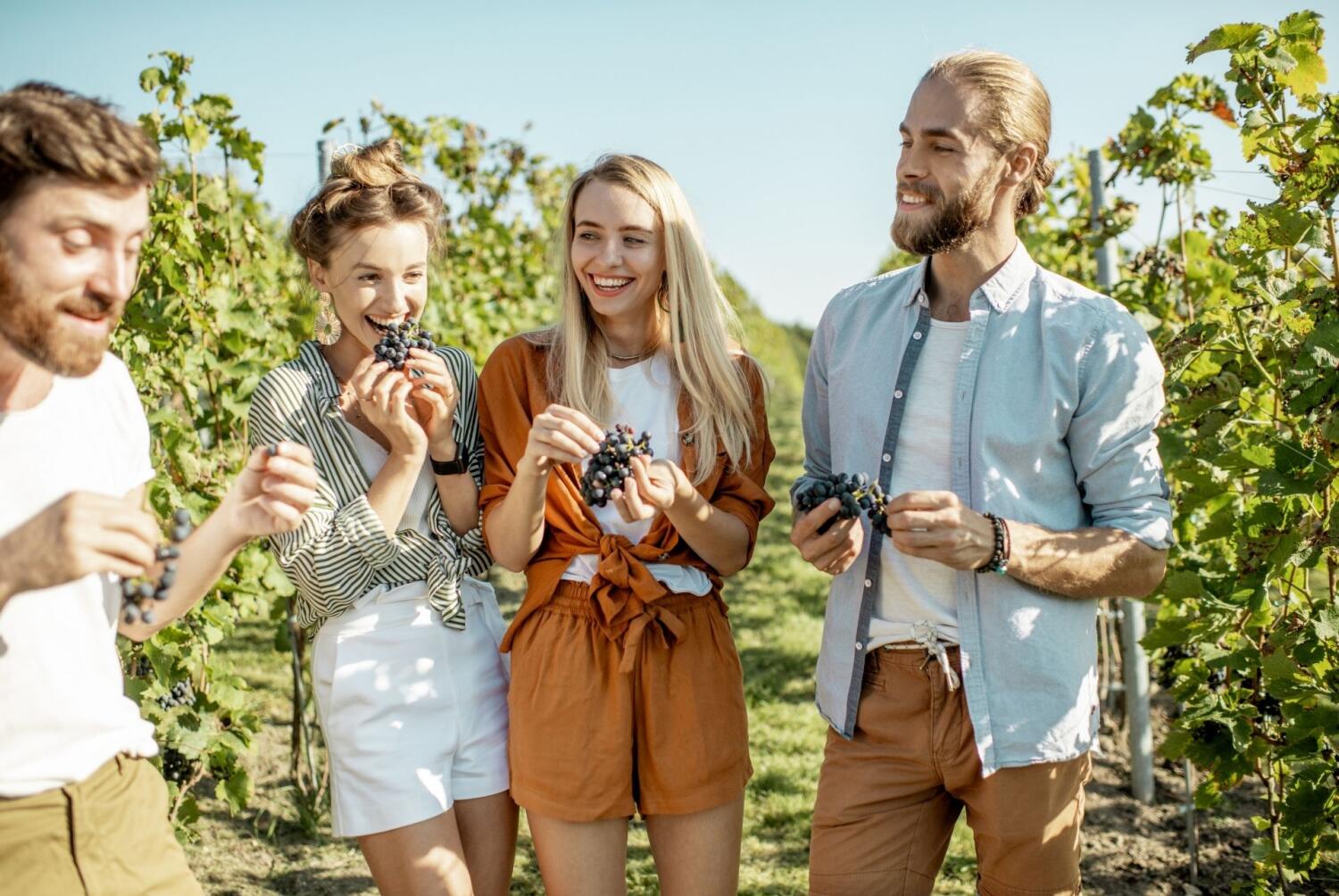 Un groupe d'amis souriants déguste du raisin frais au milieu de vignes ensoleillées.
