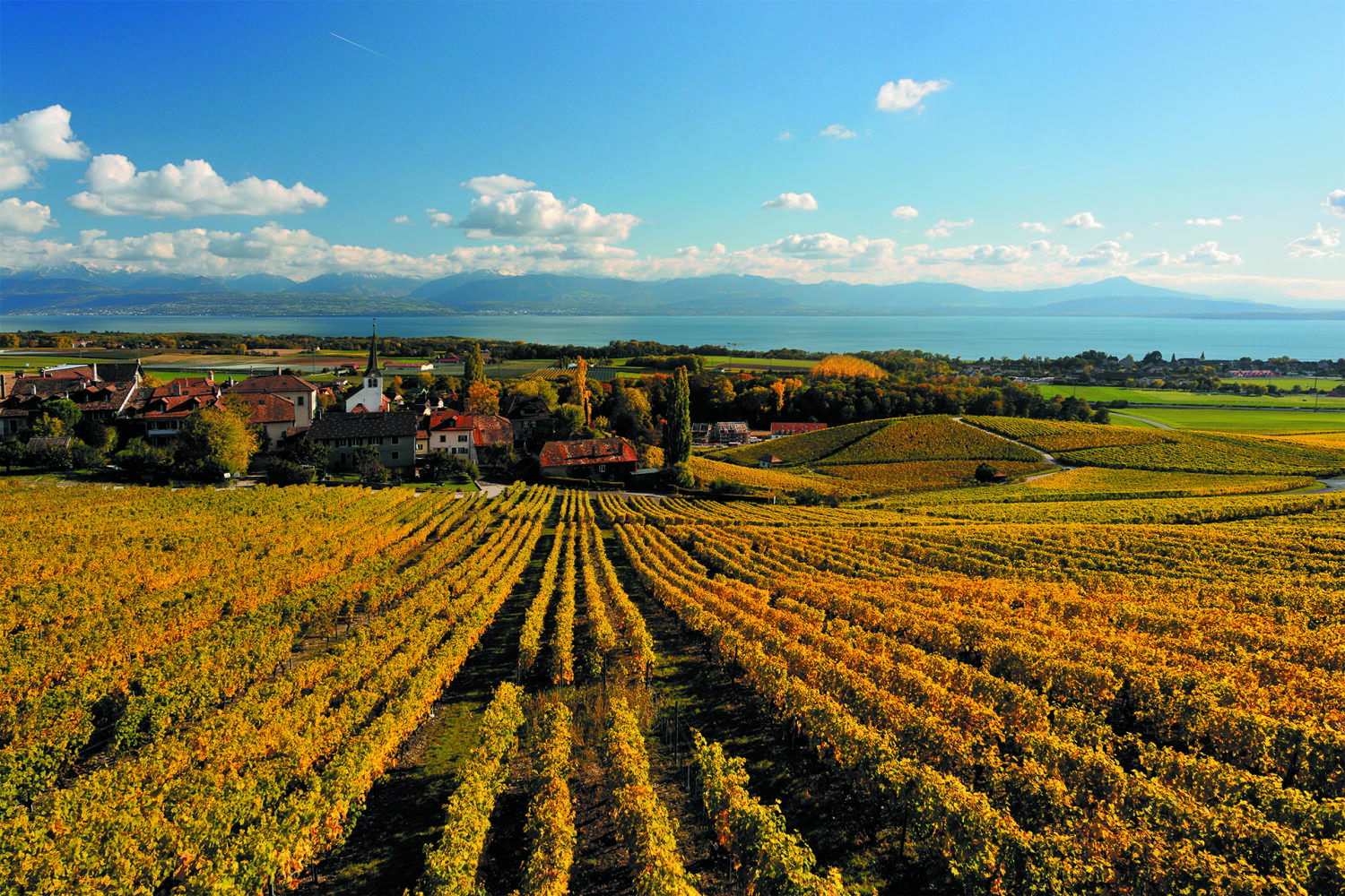 Association Vin et Terroir Féchy