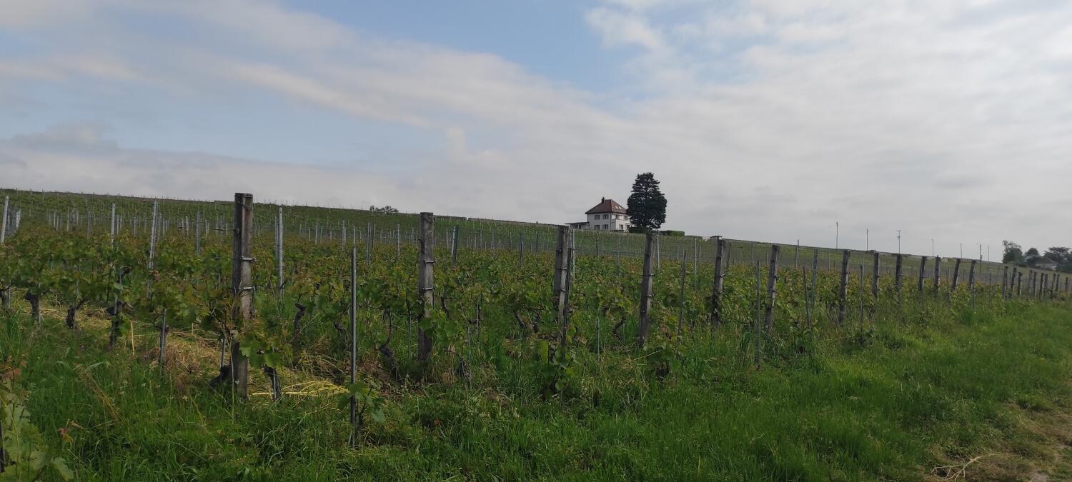 Balade le long de l’Aubonne : Etoy-Allaman