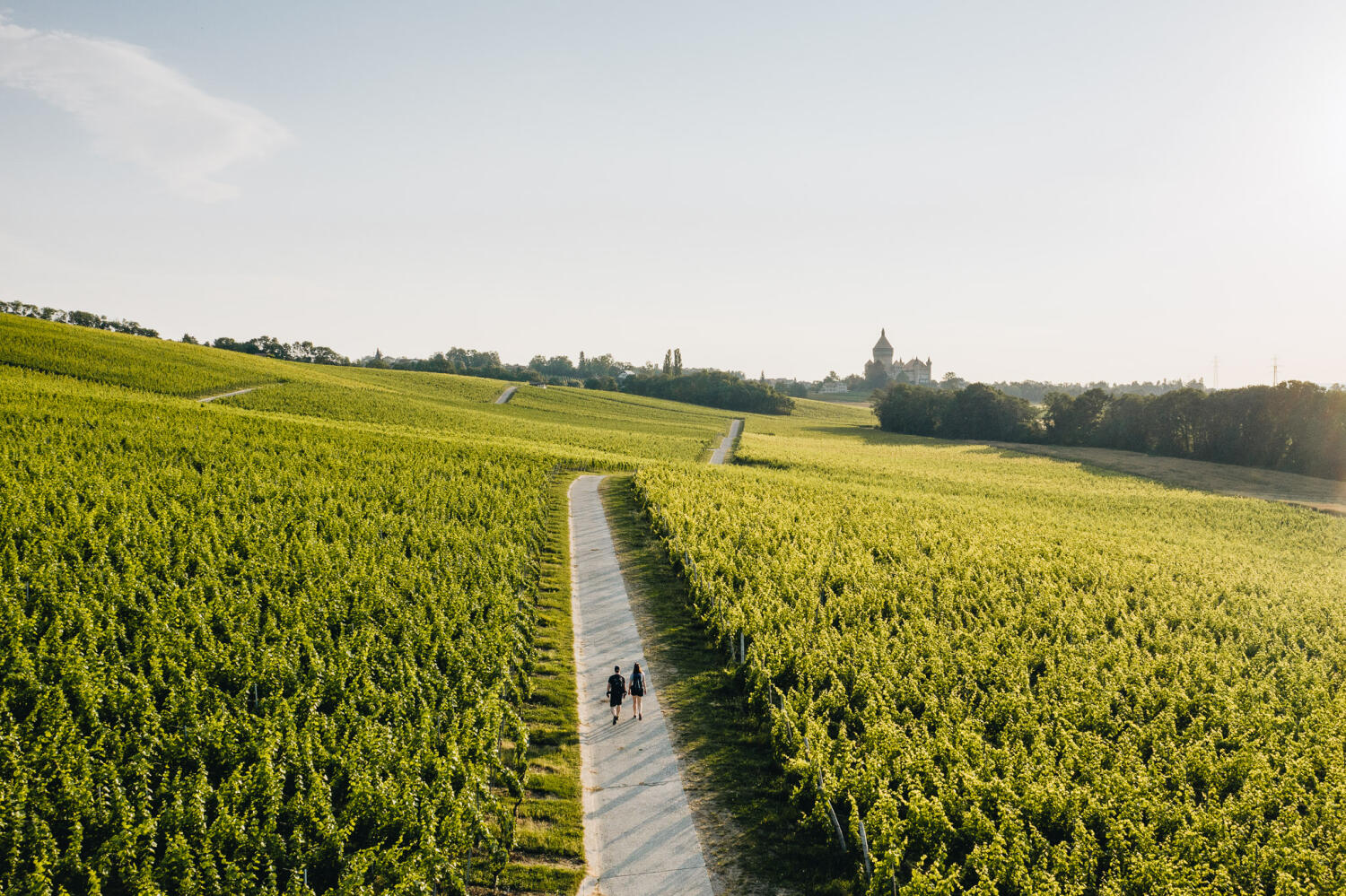 Oenotourisme accessible