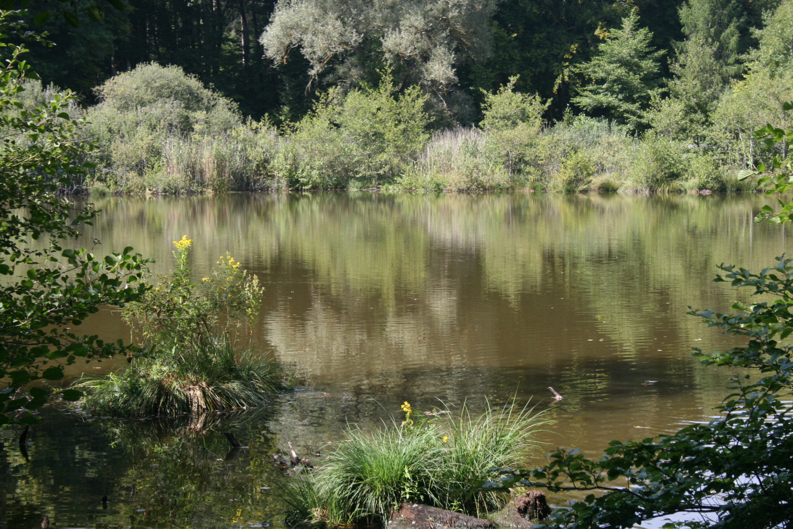 L'étang du Sépey à Cossonay, encadré par des arbres verdoyants et une végétation dont les reflets se répercutent sur l'eau calme.
