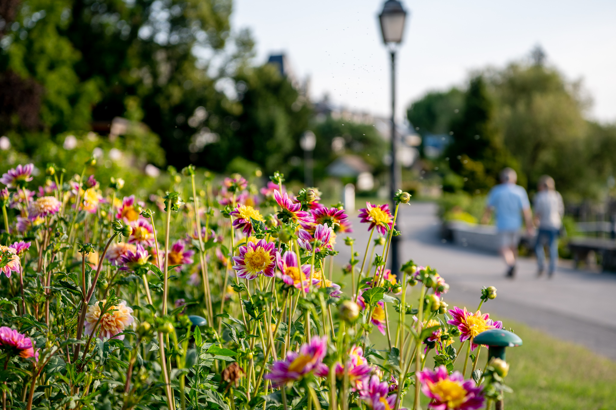 Dahlias en fleurs sur les quais à Morges