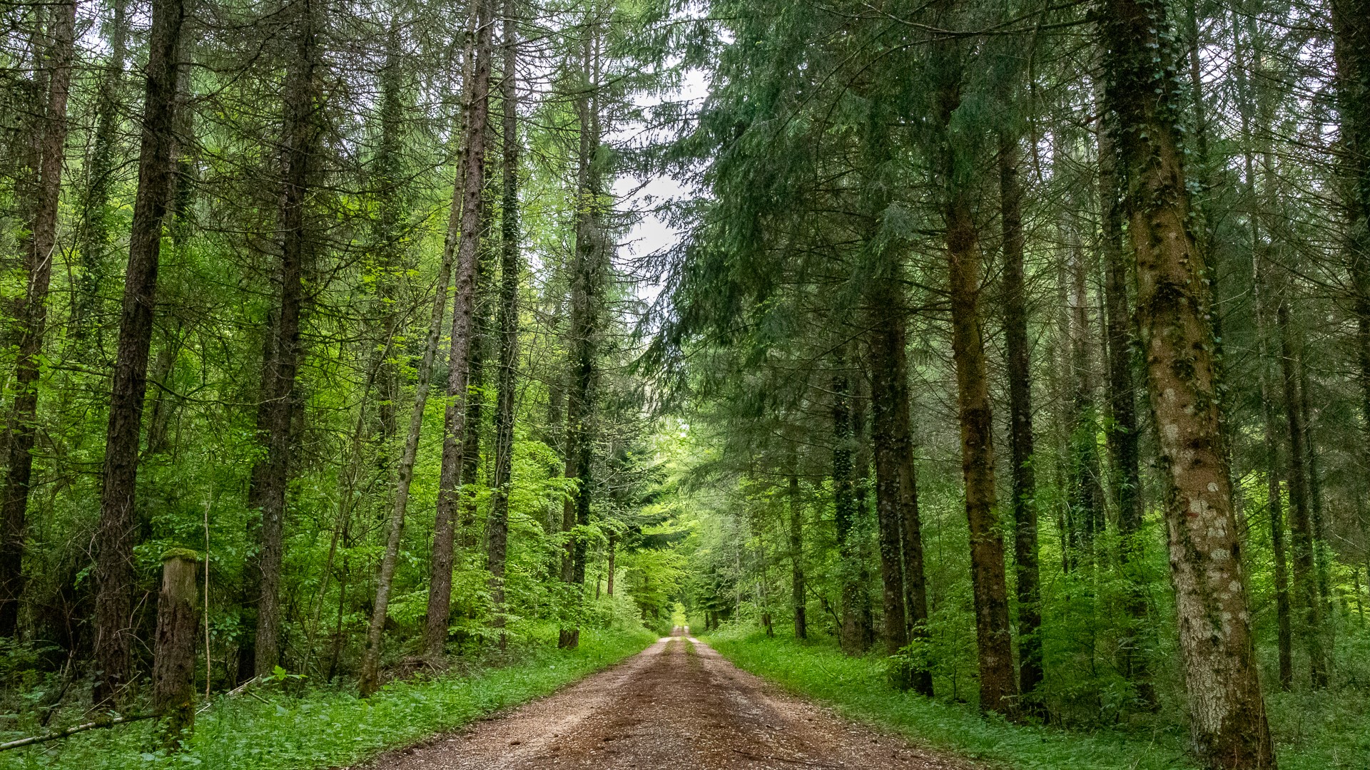 Chemin forestier bordé de grands arbres et de végétation verte, traversant une forêt dense.