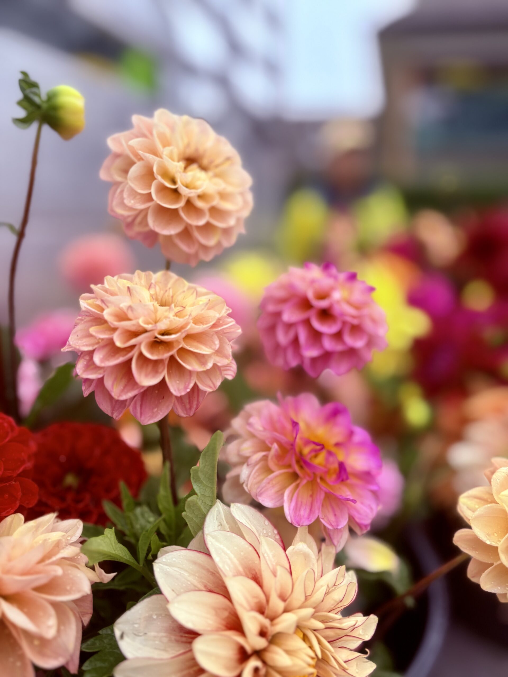 Dahlias roses en fleurs