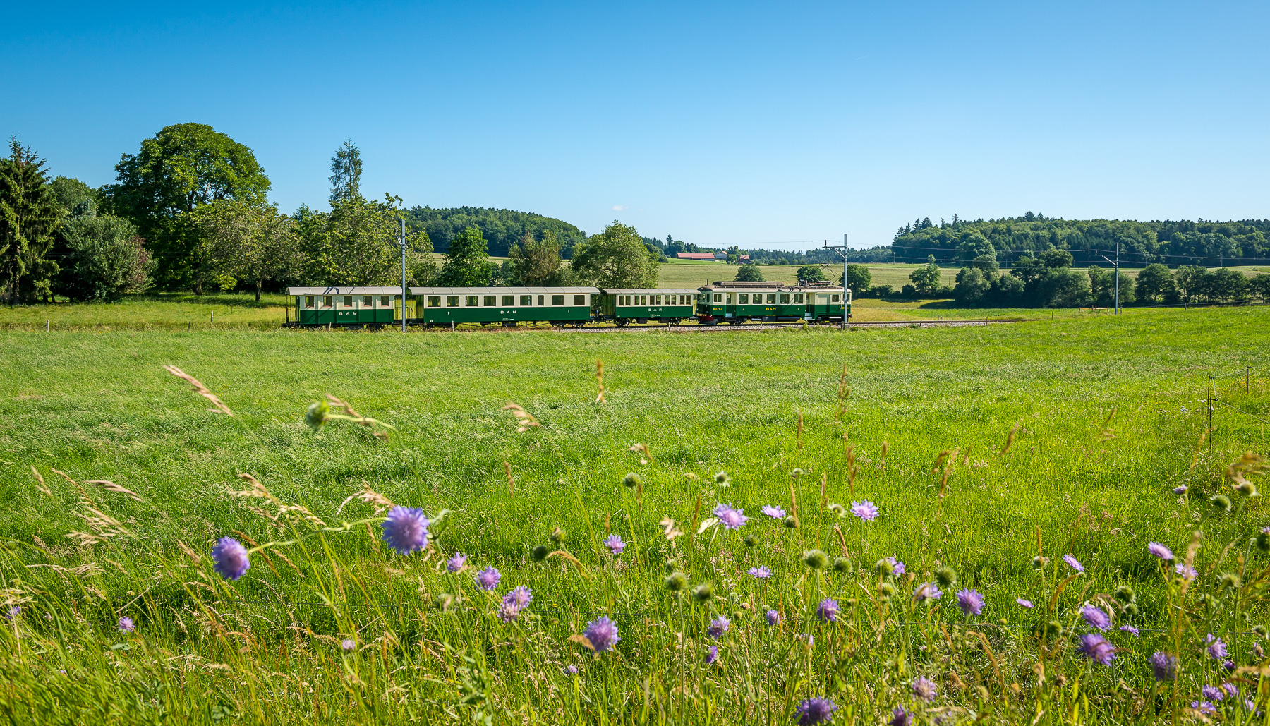 train MBC avec champs de fleurs