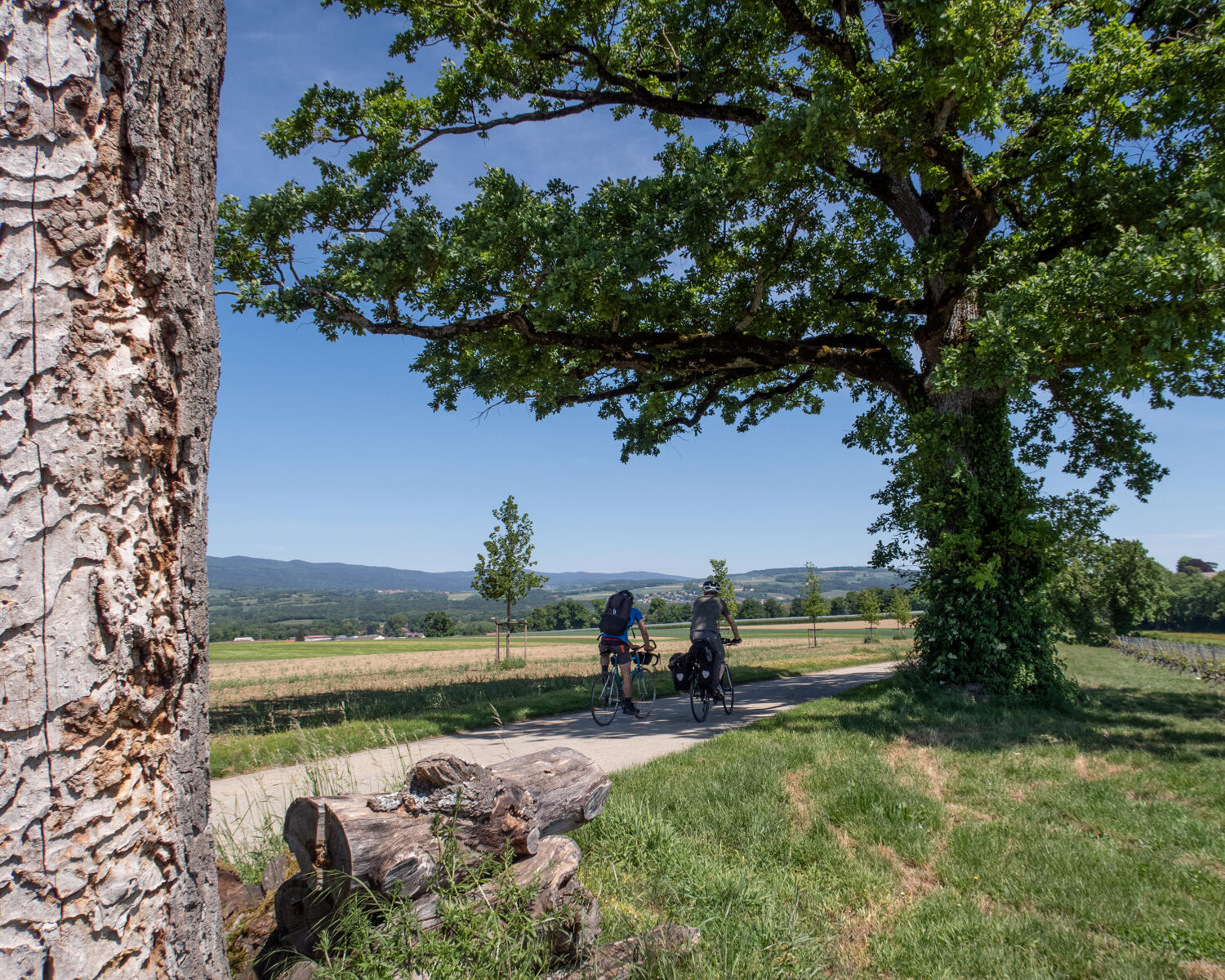 Route du vignoble de La Côte