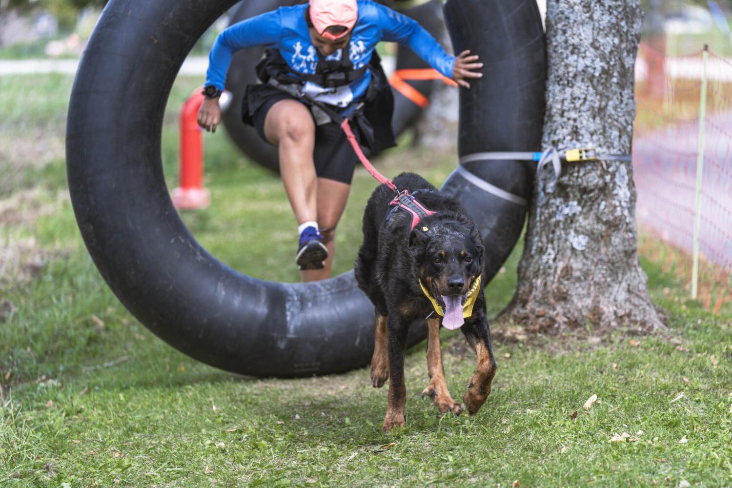 PlayDogs Run 2026