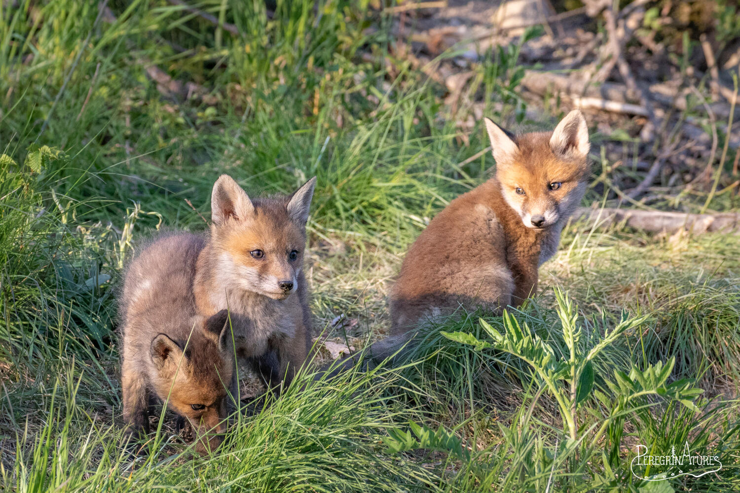 renards dans la nature