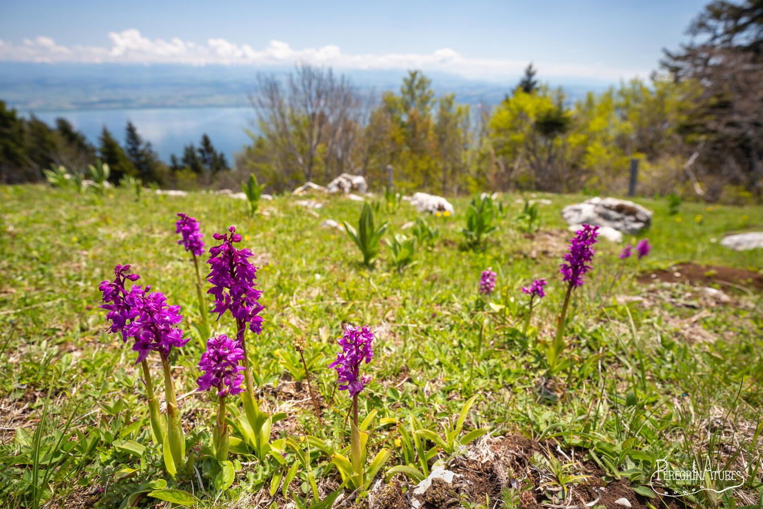 fleurs sur le Jura vaudois