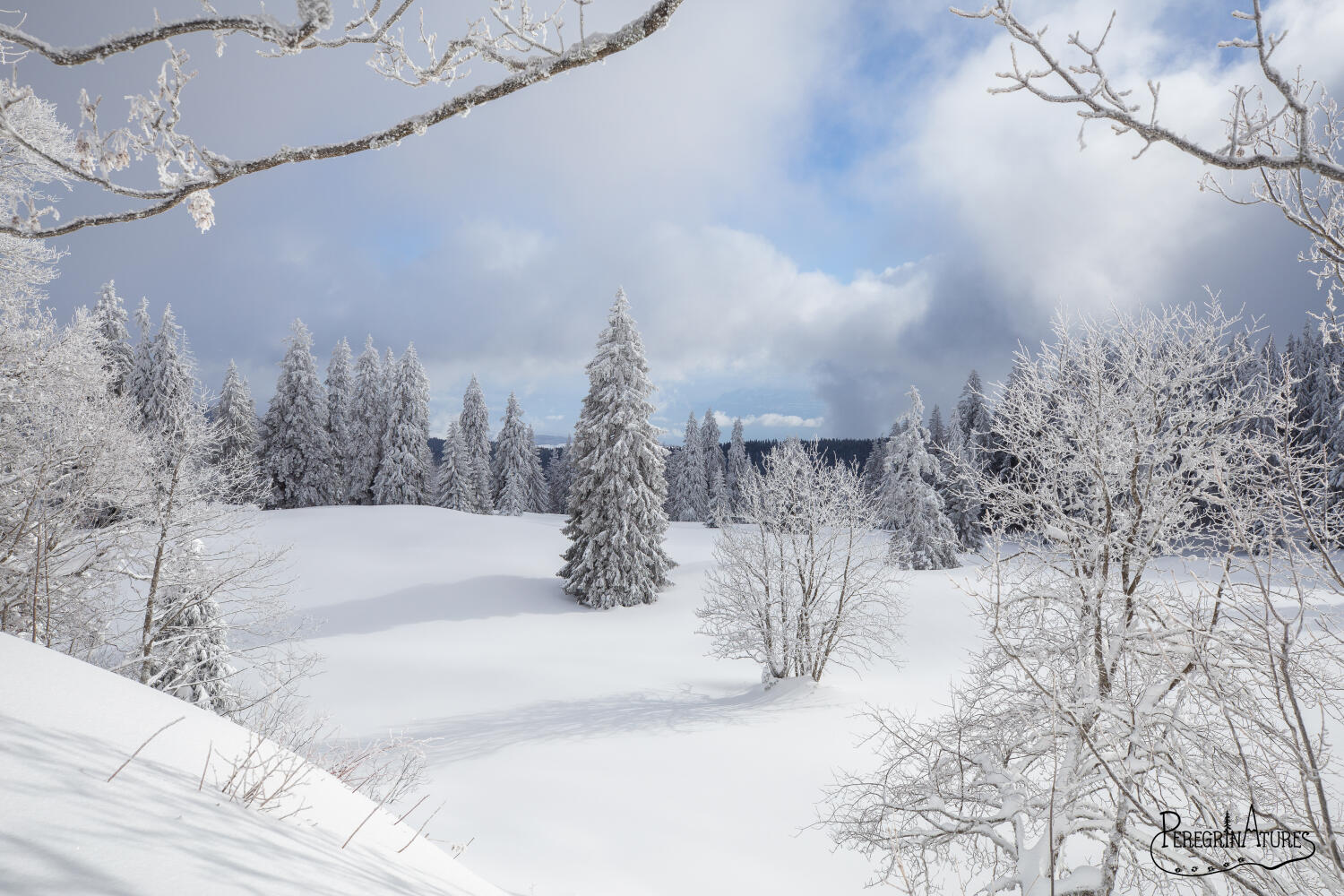 jura vaudois sous la neige, sapins