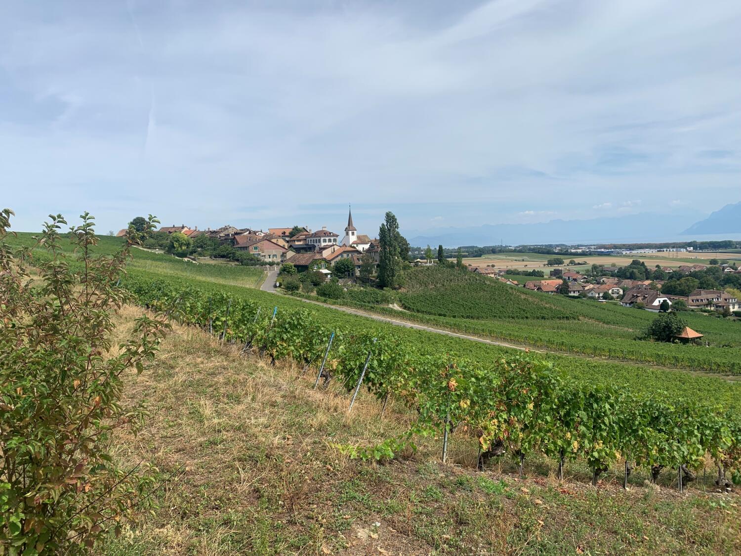 Randonnée d’Allaman au Signal de Bougy