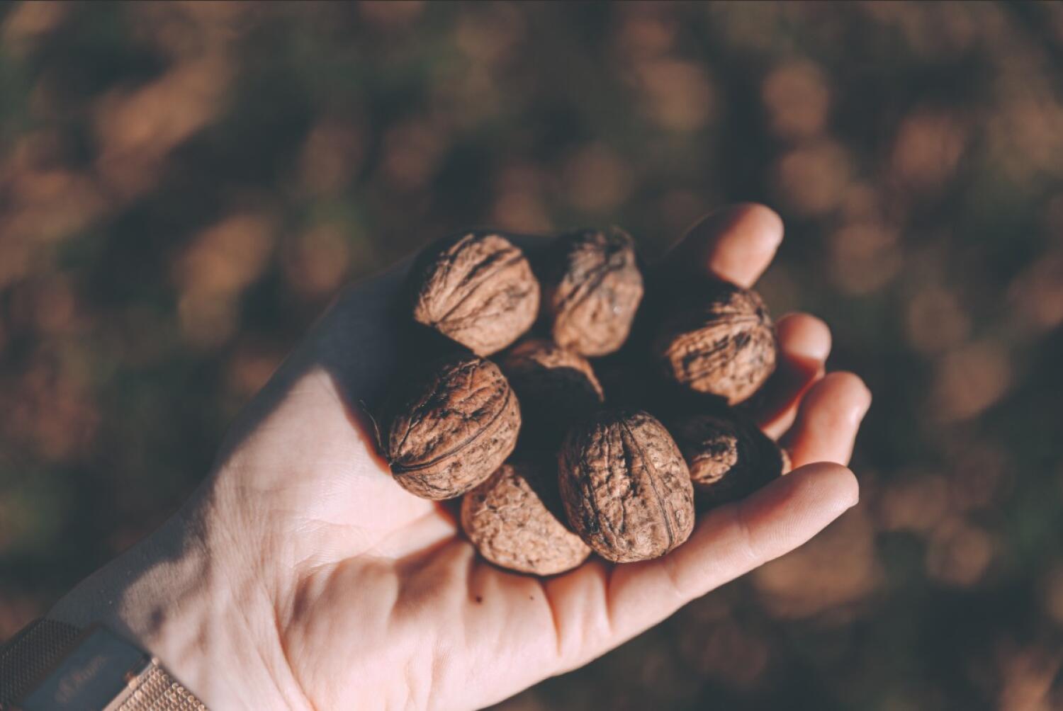 Pause noix: Walnut break: discovery and tour