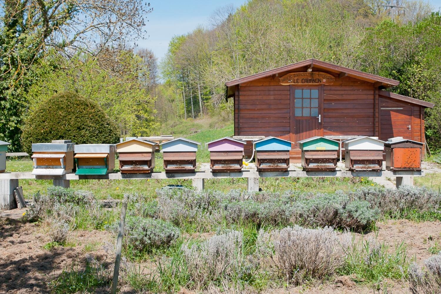 Ruches d’abeilles