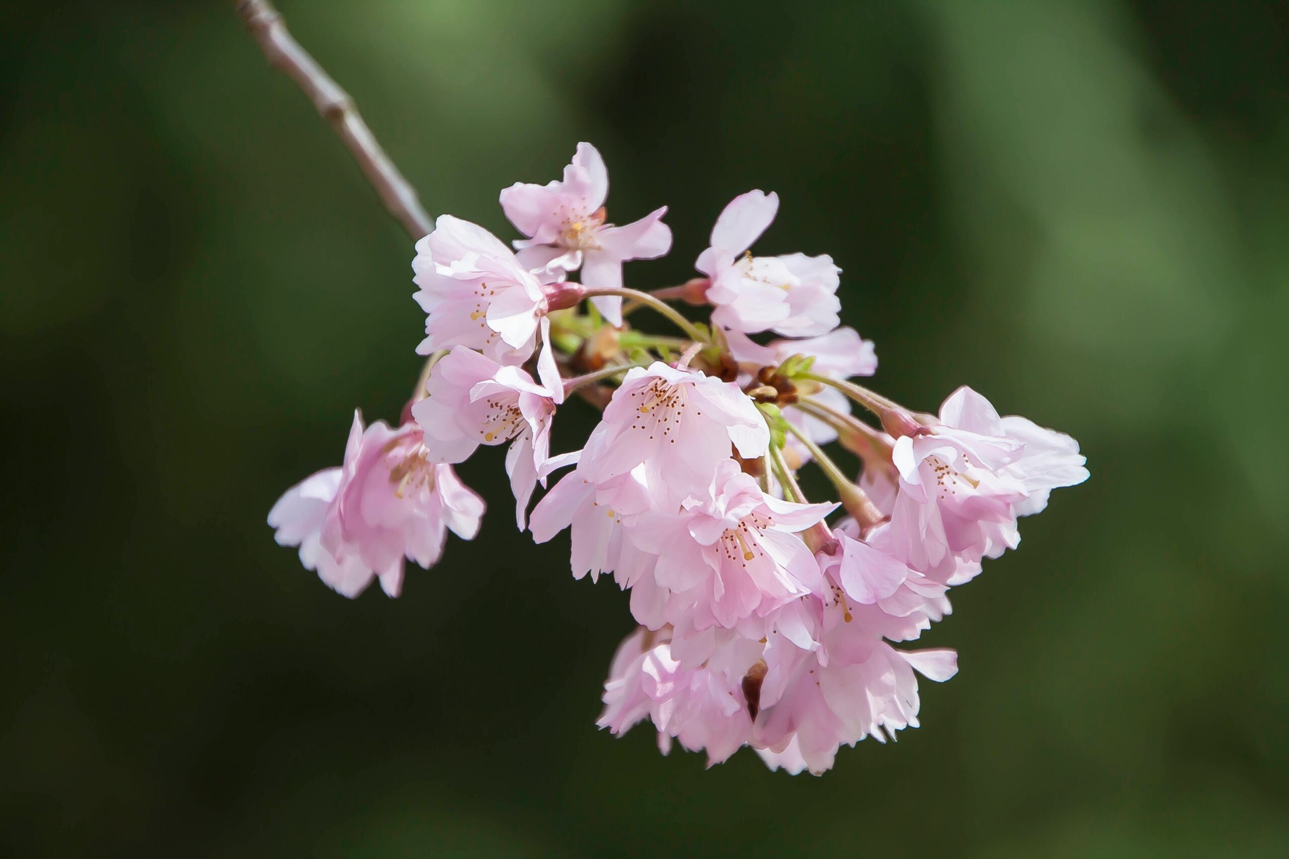Cerisier en fleurs au printemps