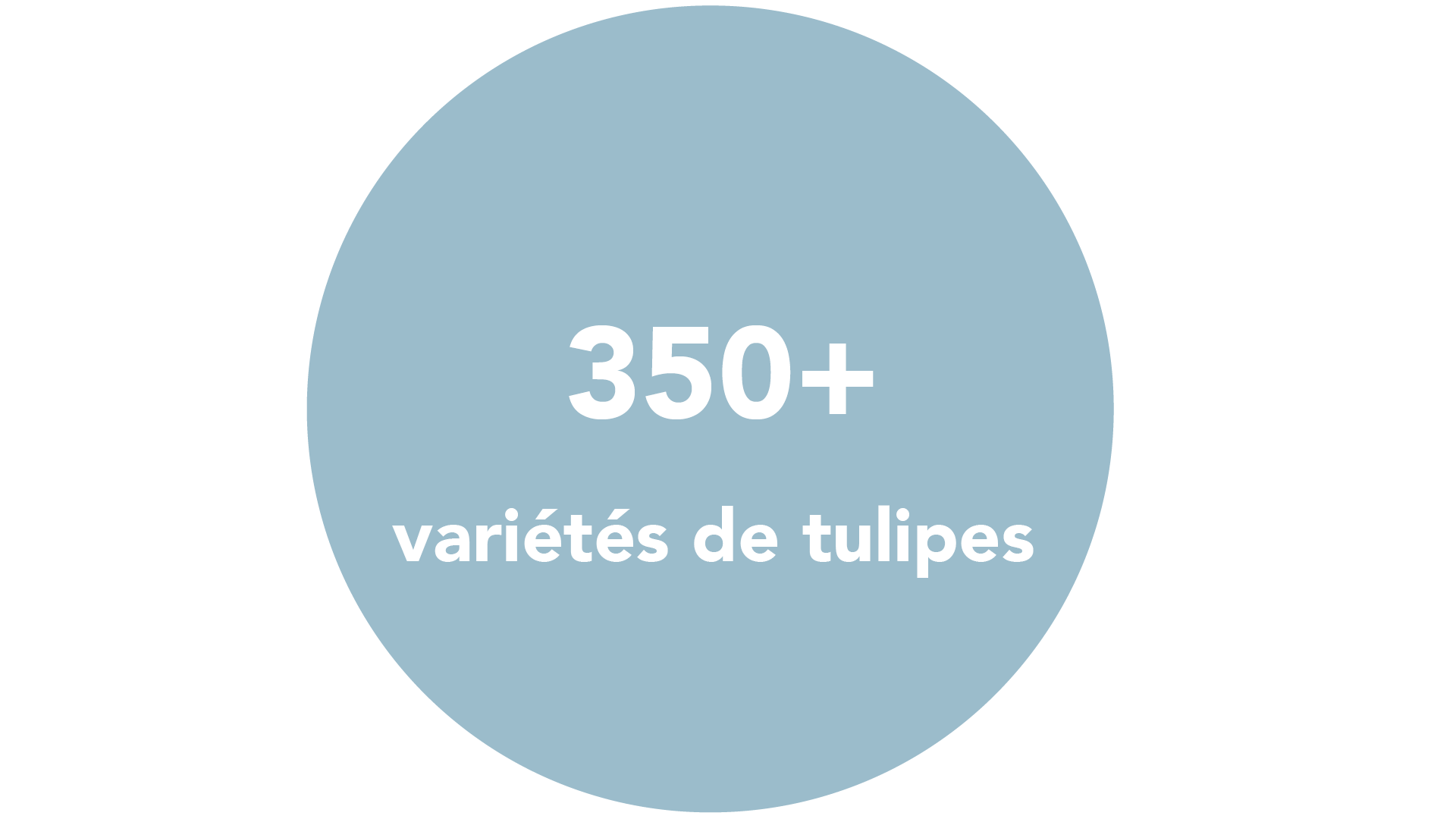350+ variétés de tulipes