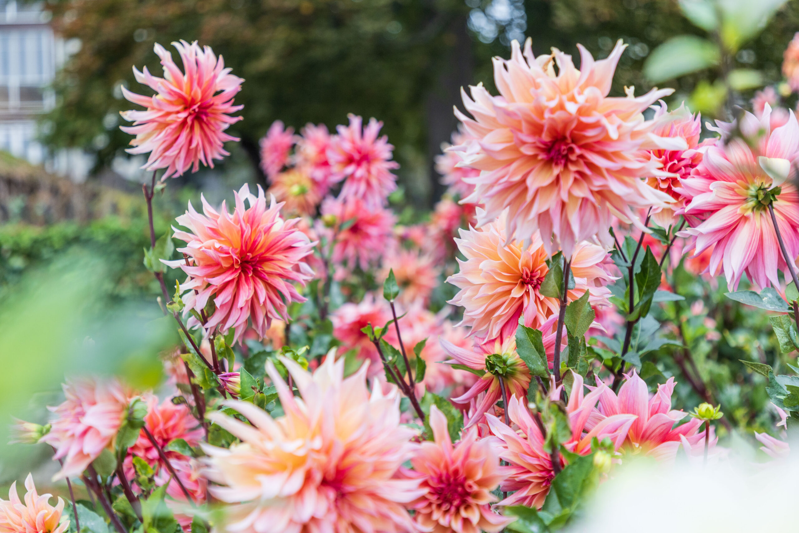 Dahlias roses en fleurs