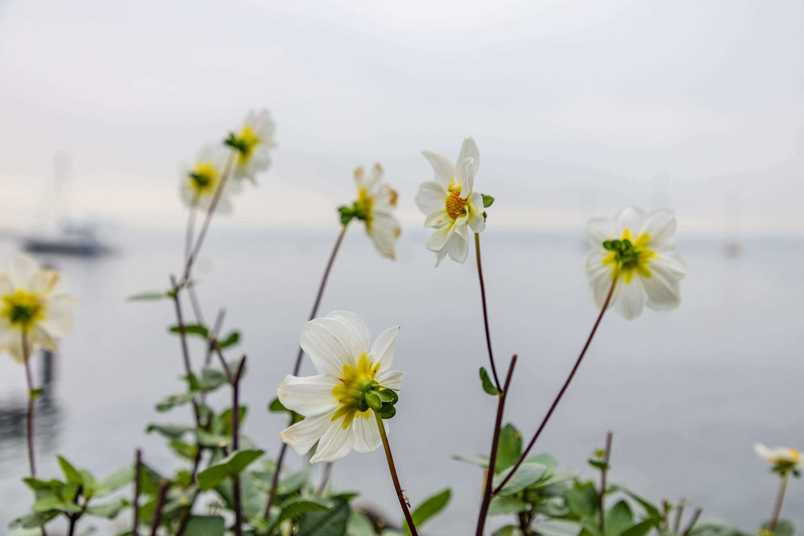 Dahlia en fleurs au premier plan, avec le lac à l’arrière-plan.