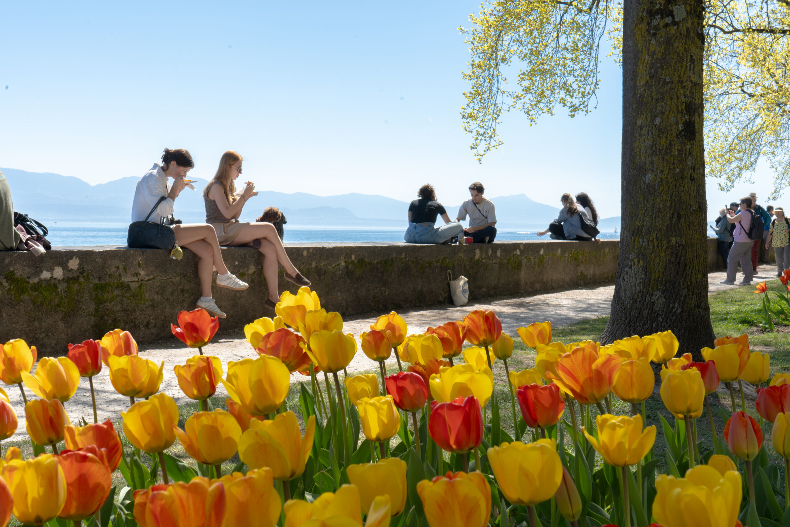 Tulipe jaunes éclatantes au premier plan, avec le Léman calme et des montagnes en arrière-plan sous un ciel lumineux.