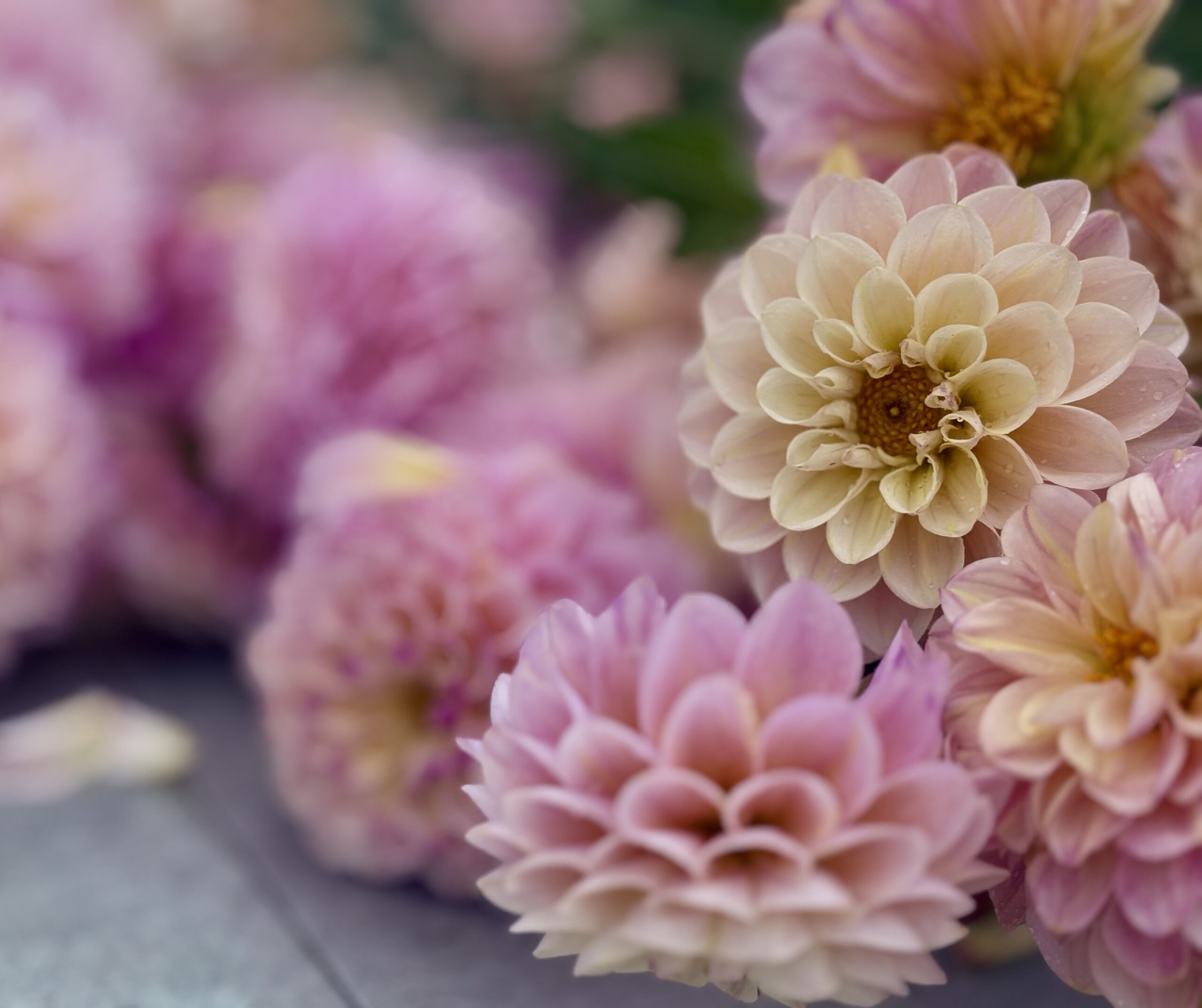 Dahlia rose en fleurs