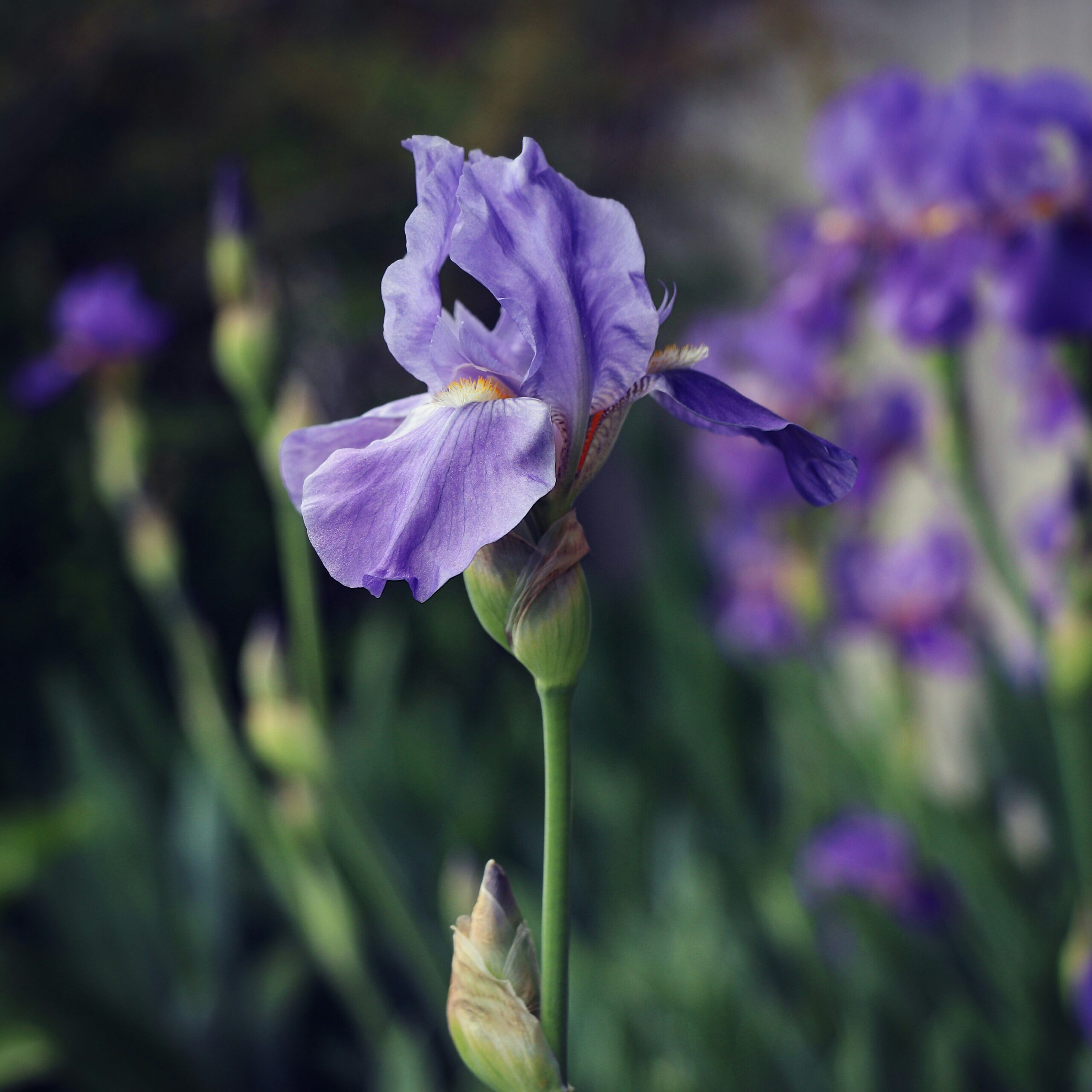 Iris en fleurs