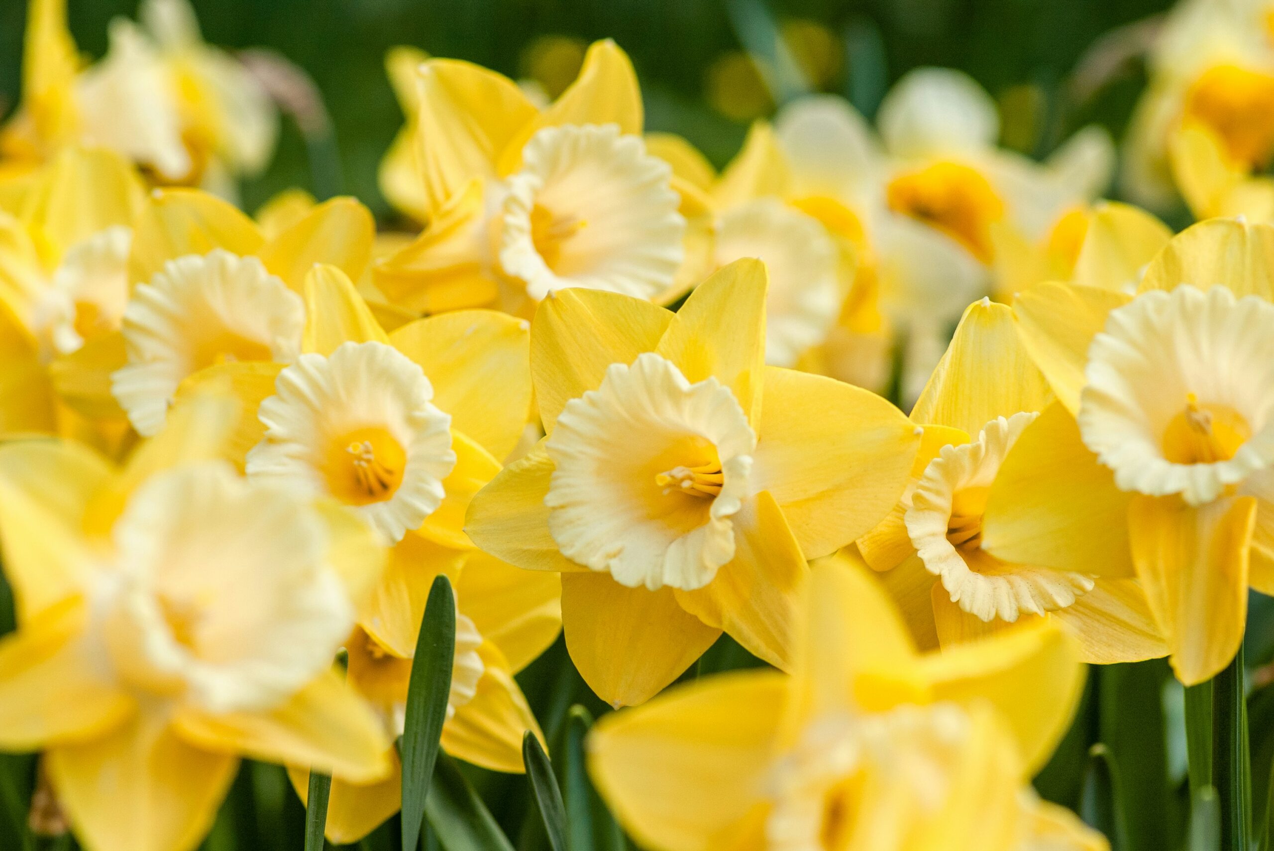 Jonquilles jaunes en fleur