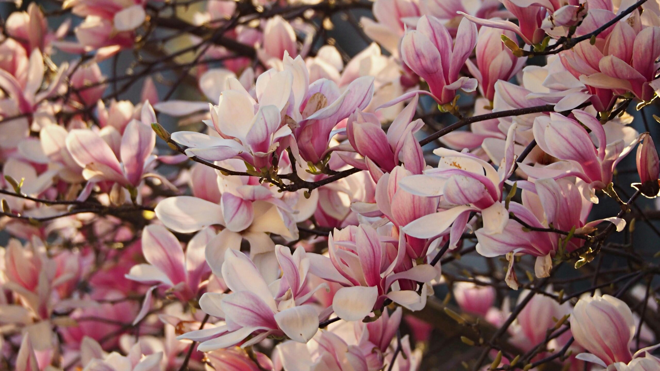 Magnolias roses en fleurs