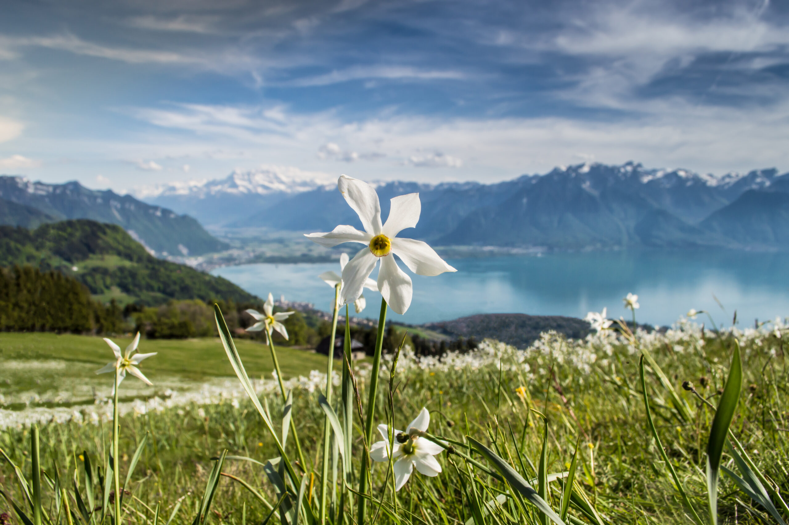 Narcisses en fleurs avec le lac Léman en arrière-plan