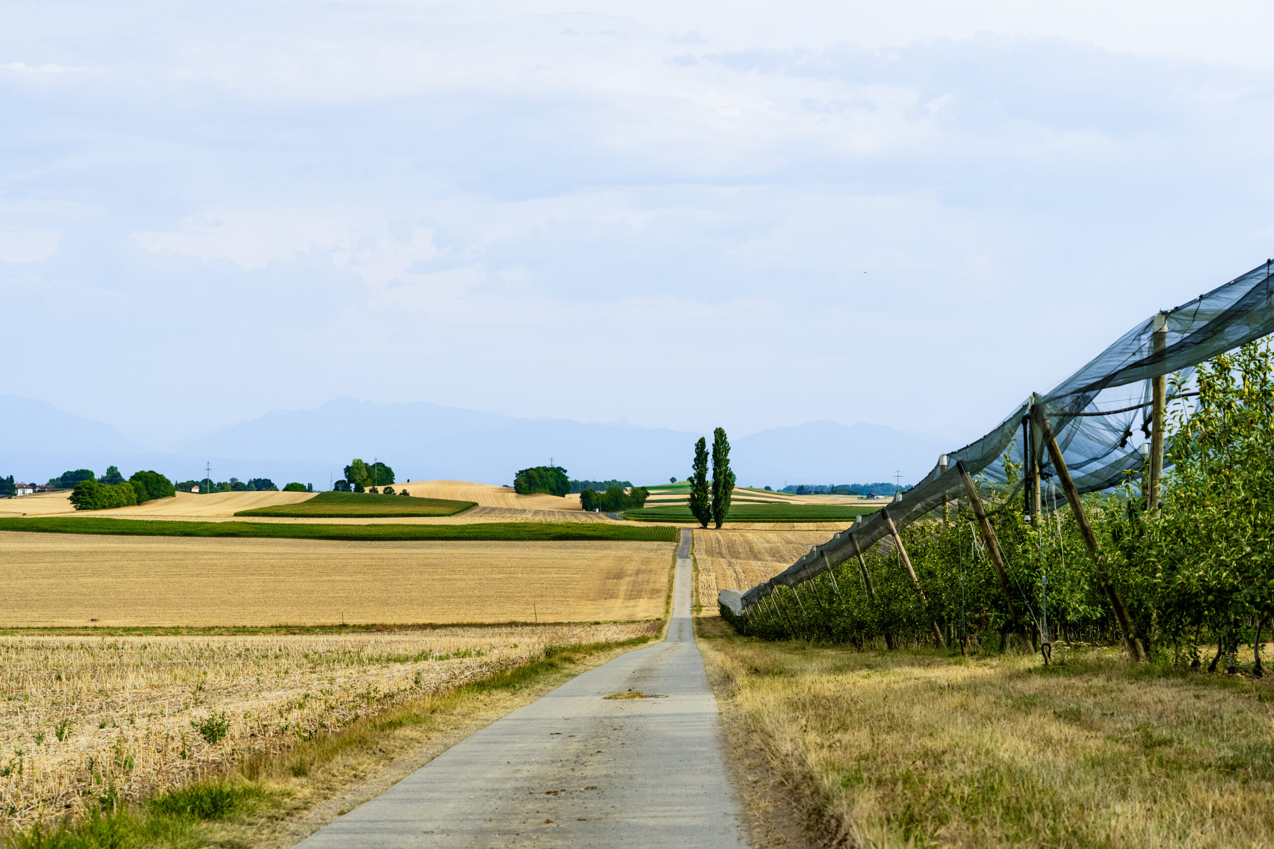 chemins de champs avec vergers