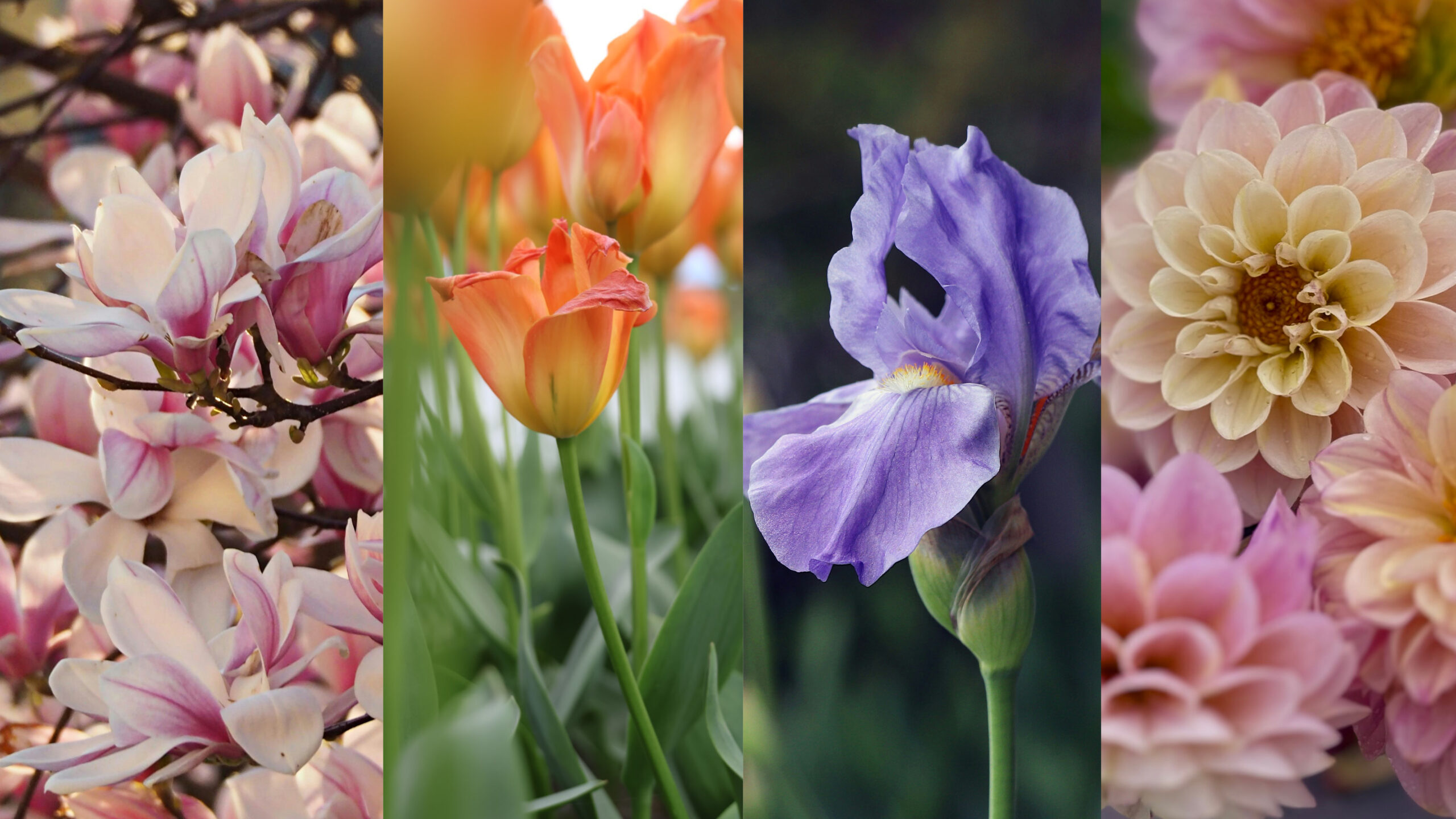 Magnolias, tulipe, iris et dahlias en fleurs