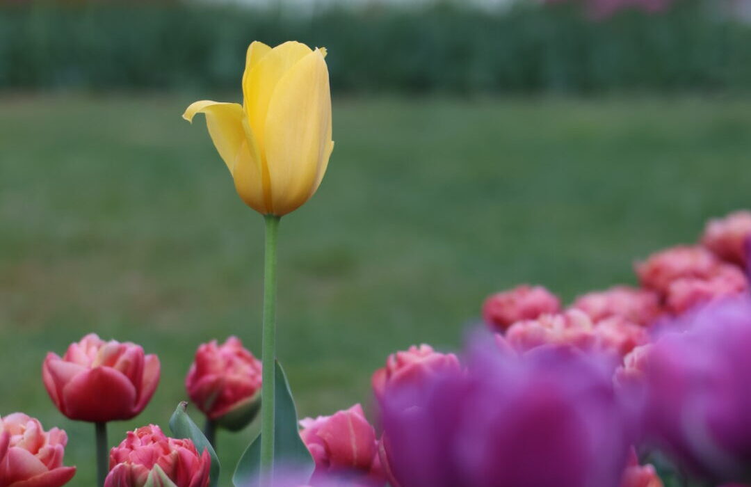 Tulipe jaune en fleur dans le parc de l'Indépendance