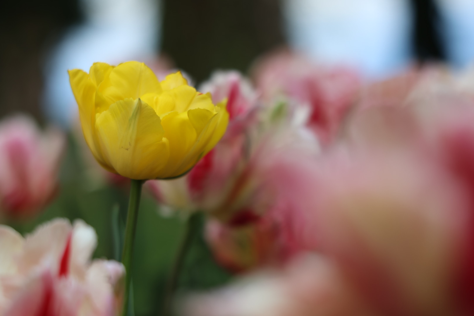 Tulipe jaune
