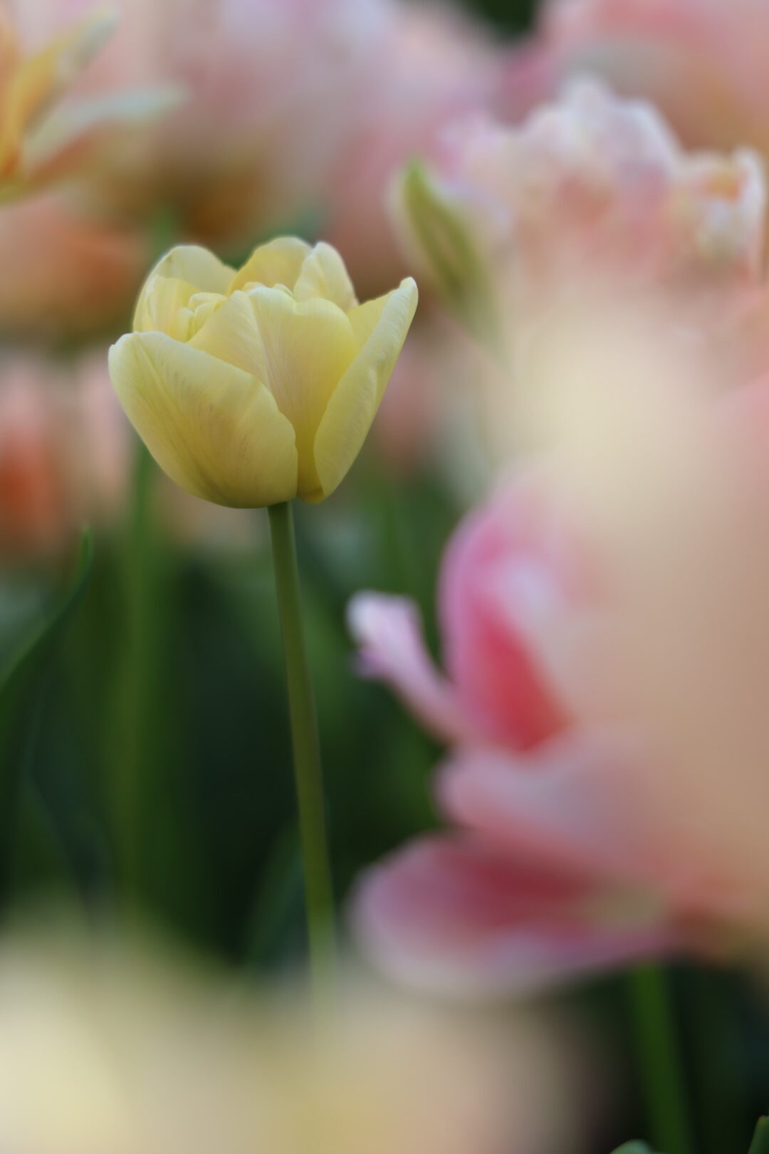 Tulipe jaune