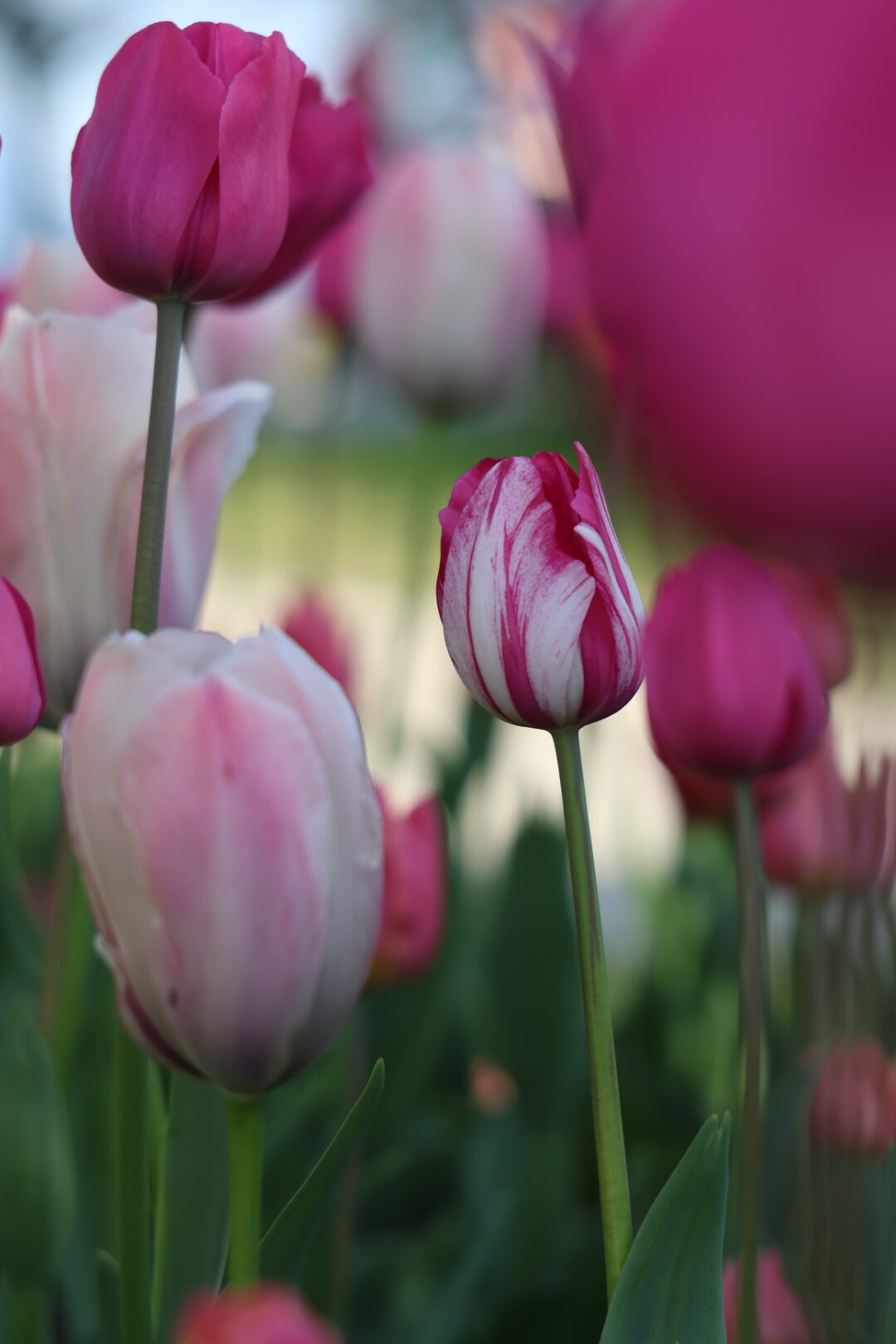 Tulipe rose et blanche en fleur dans le parc de l'Indépendance