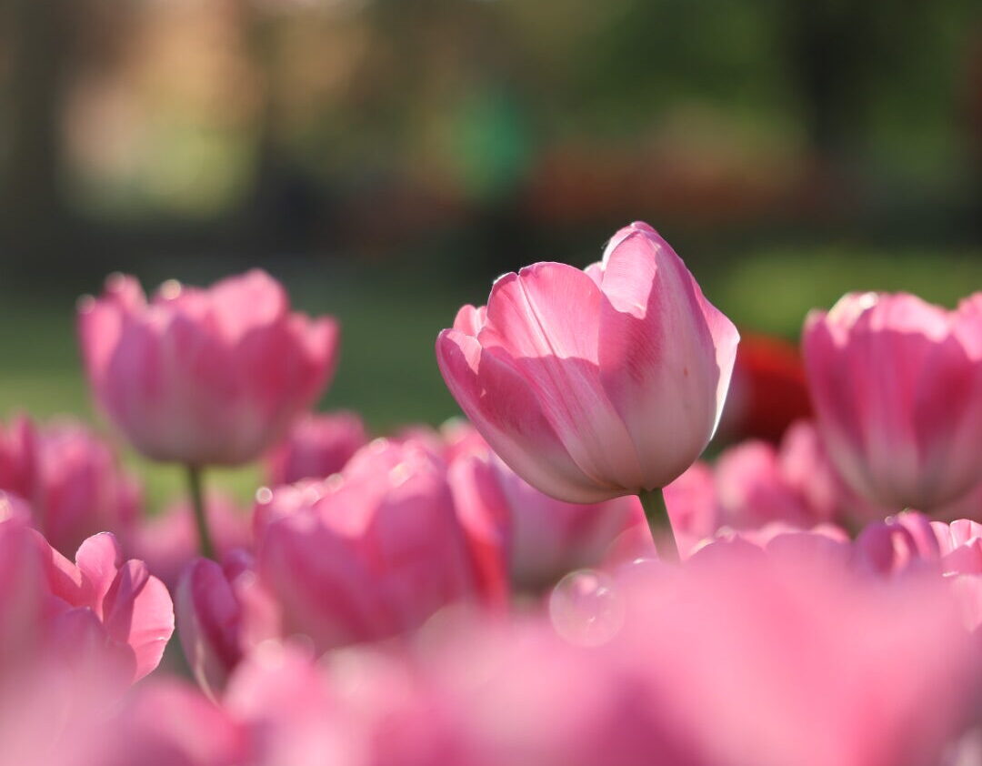 Tulipe rose dans le parc de l'Indépendance