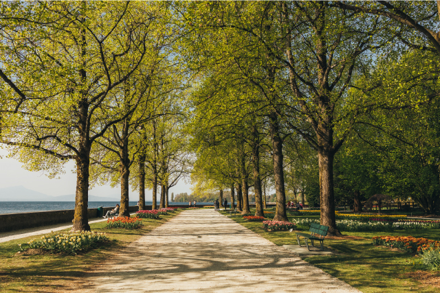 Tulipes - Parc Indépendance printemps
