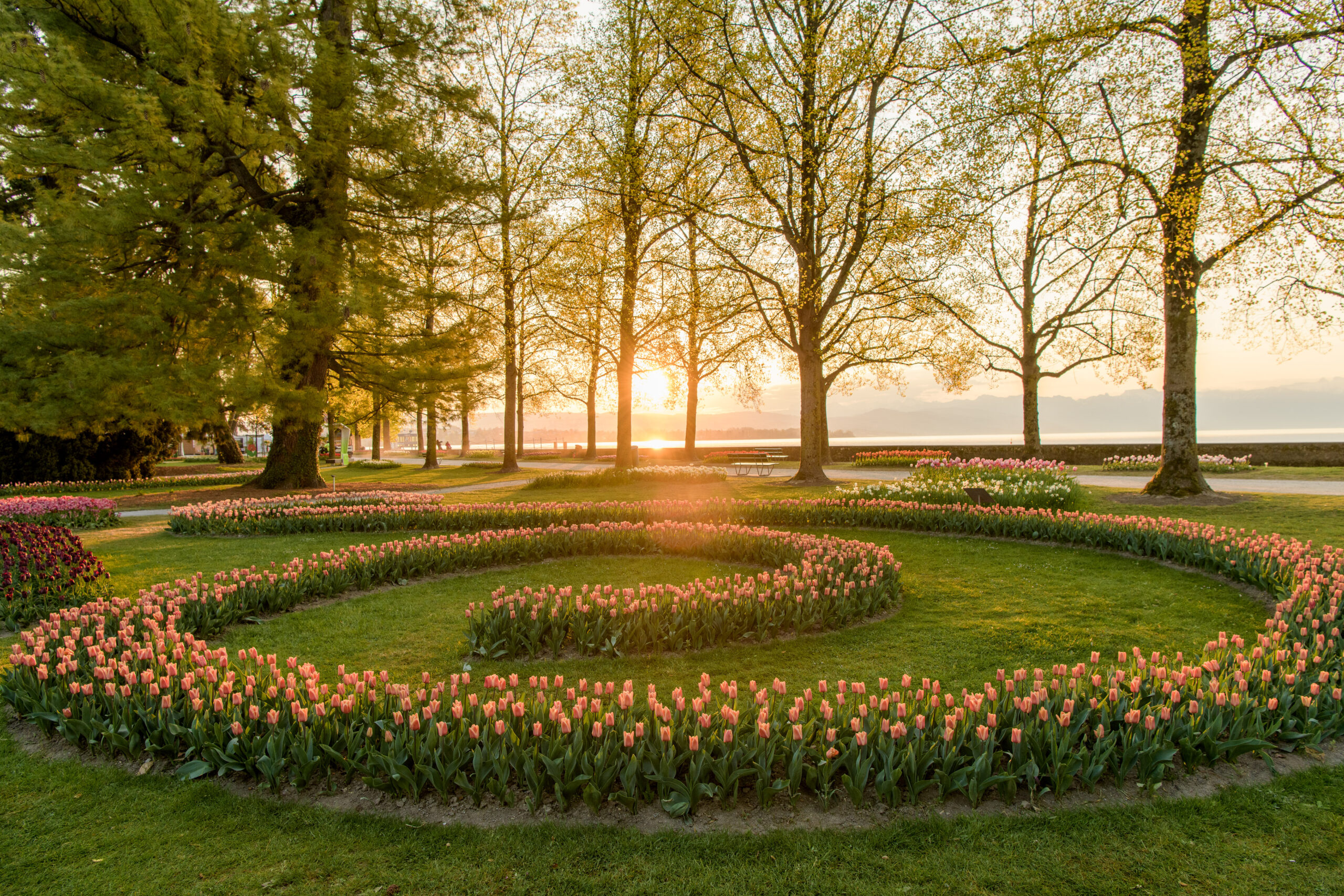 Tulipe en fleur au Parc de l’Indépendance à Morges