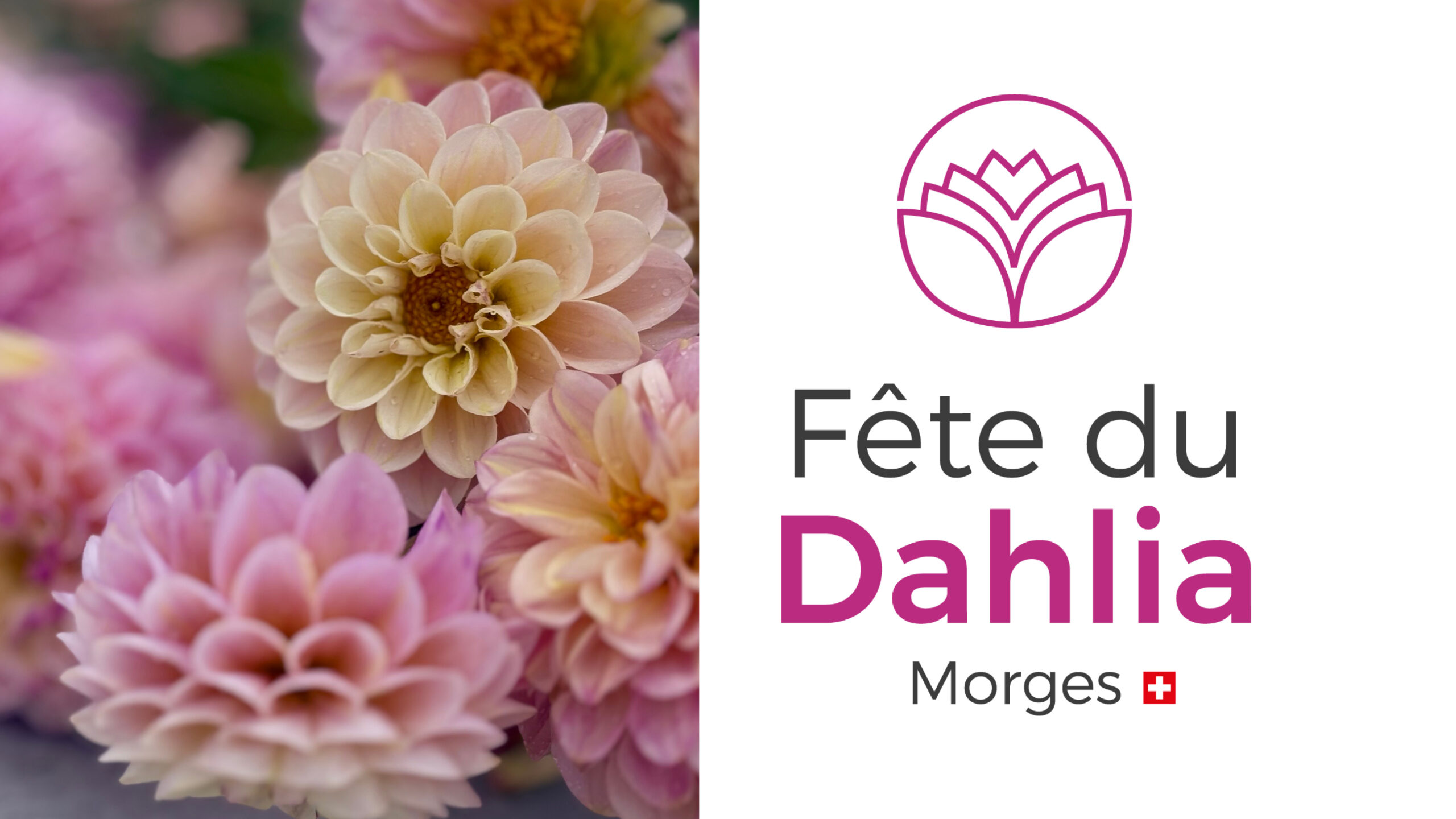 Dahlia + logo Fête du Dahlia